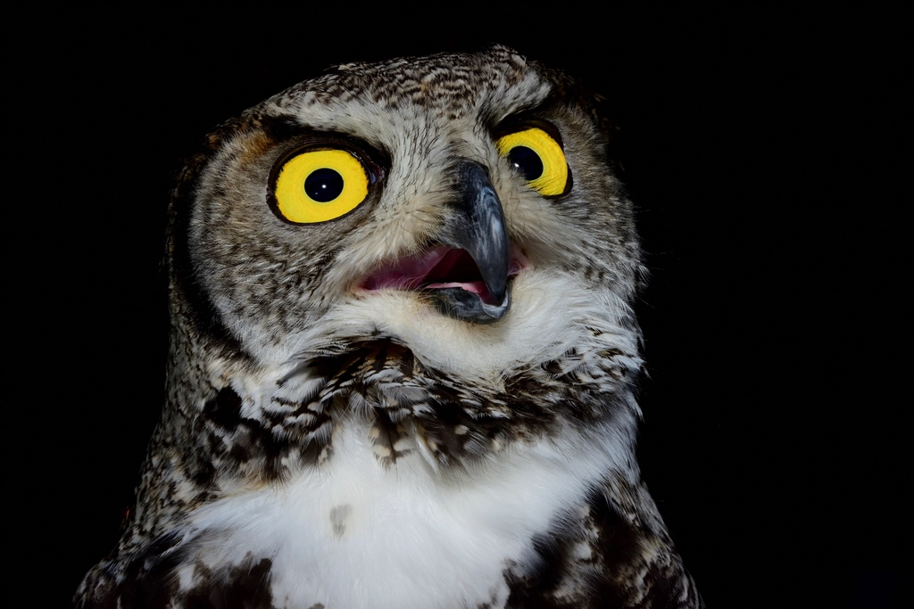 Great horned owl dark closeup